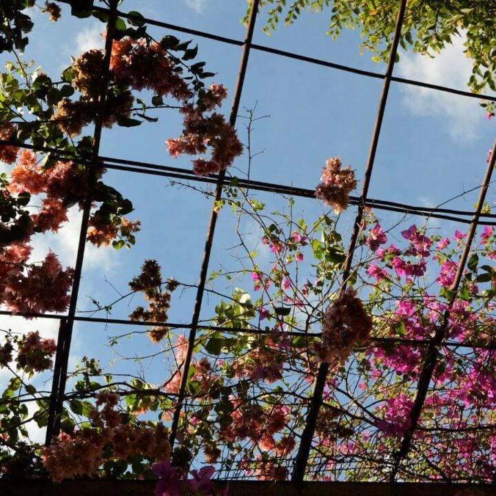 DIY Garden Trellis For Climbing Plants - A Quaint Life
