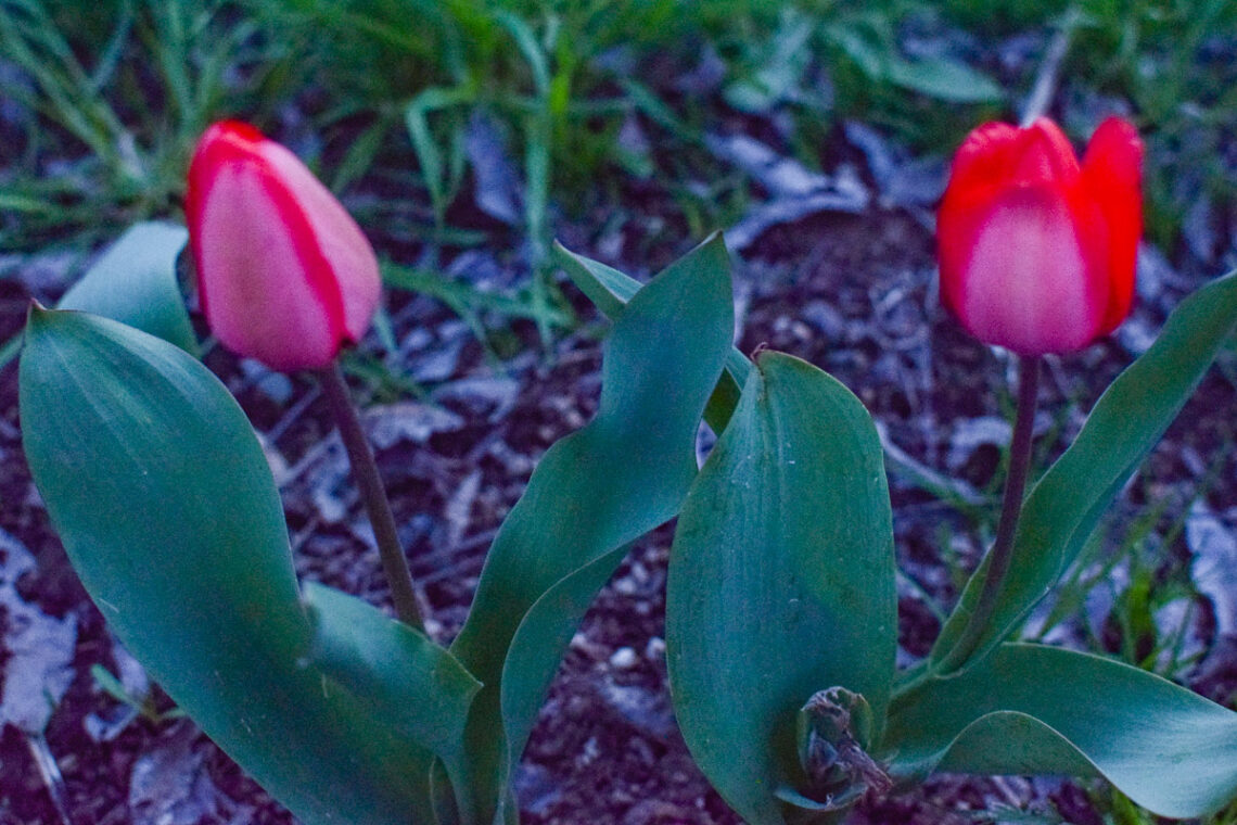 10 Ways to Live the Simple Farmhouse Life - A Quaint Life